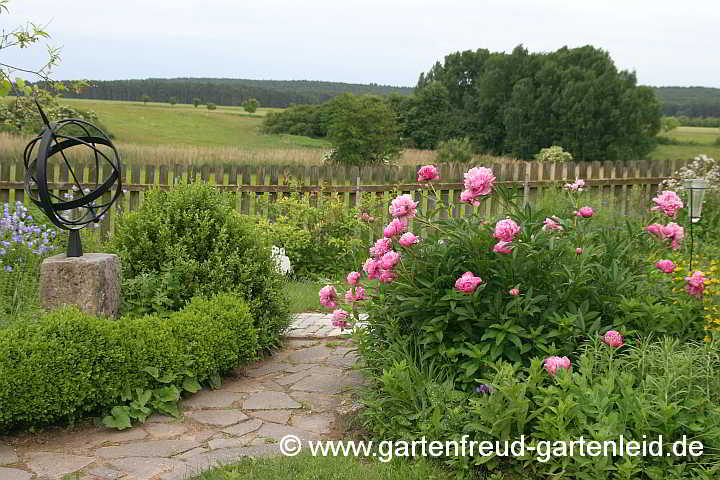 Paeonia lactiflora – Edel-Pfingstrose