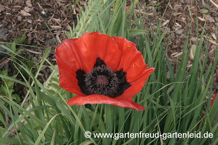 Papaver orientale (Türkischer Mohn)