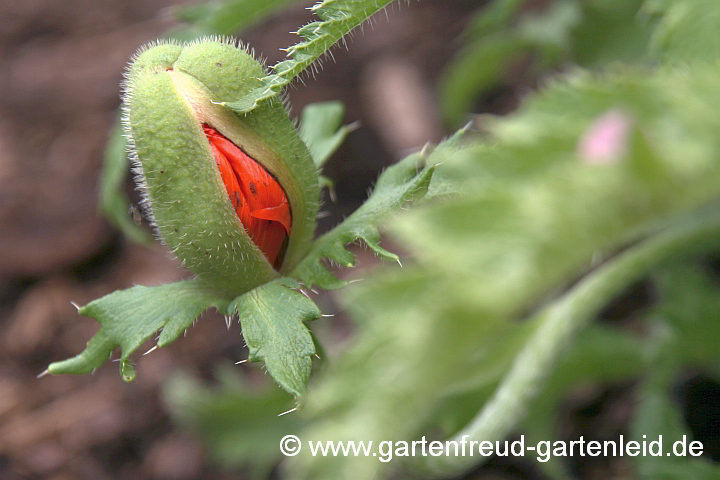 Papaver orientale – Türkischer Mohn, Knospe