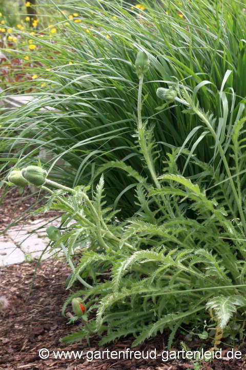 Papaver orientale mit Molinia arundinacea