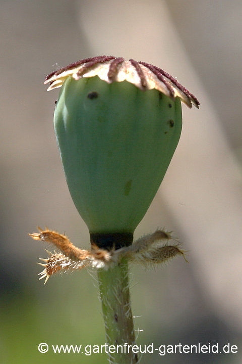 Papaver orientale – Türkischer Mohn