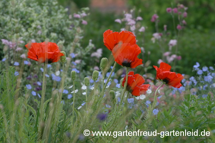 Papaver orientale – Türkischer Mohn