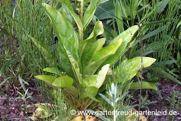 Penstemon digitalis – Fingerhut-Bartfaden