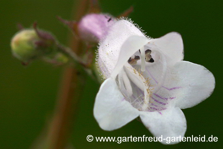 Penstemon digitalis – Fingerhut-Bartfaden