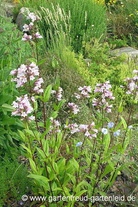 Penstemon digitalis 'Husker Red' – Fingerhut-Bartfaden