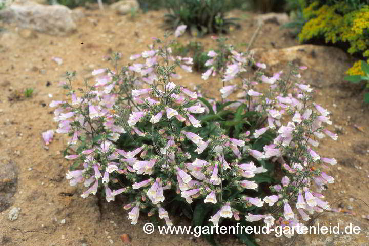 Penstemon hirsutus 'Pygmaeus' – Zwerg-Bartfaden