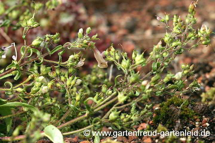 Penstemon hirsutus 'Pygmaeus' – Zwerg-Bartfaden, Samenstände