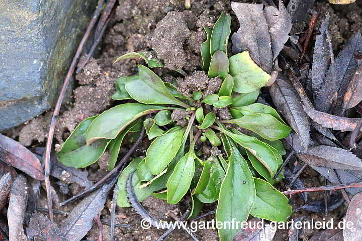 Penstemon hirsutus 'Pygmaeus' – Zwerg-Bartfaden