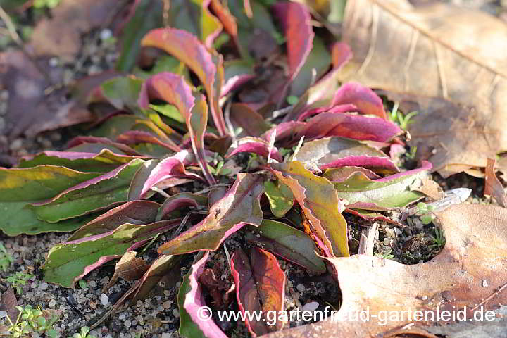 Penstemon hirsutus 'Pygmaeus' – Zwerg-Bartfaden