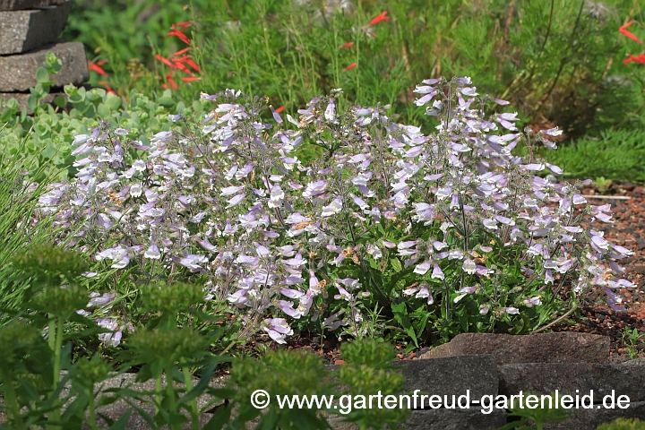 Penstemon hirsutus 'Pygmaeus' – Zwerg-Bartfaden