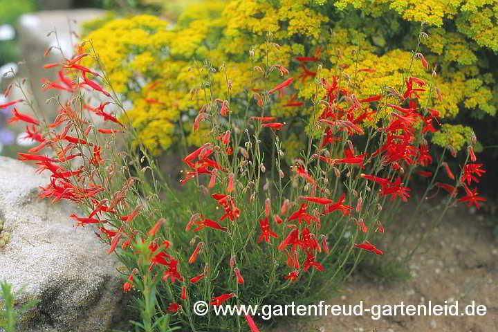 Penstemon pinifolius (Pinienblättriger Bartfaden) mit Alyssum murale