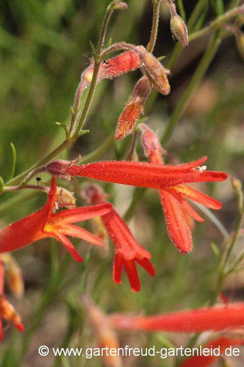 Penstemon pinifolius – Pinienblättriger Bartfaden, Blüten