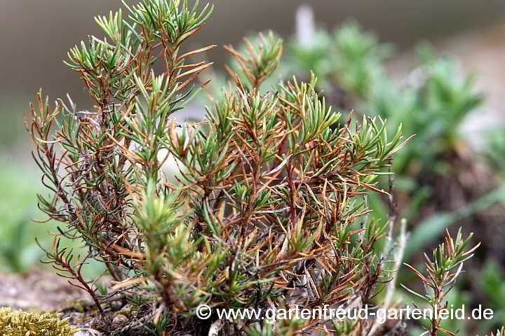 Penstemon pinifolius – Pinienblättriger Bartfaden mit Winterschäden