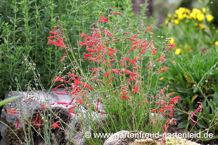 Penstemon pinifolius – Pinienblättriger Bartfaden