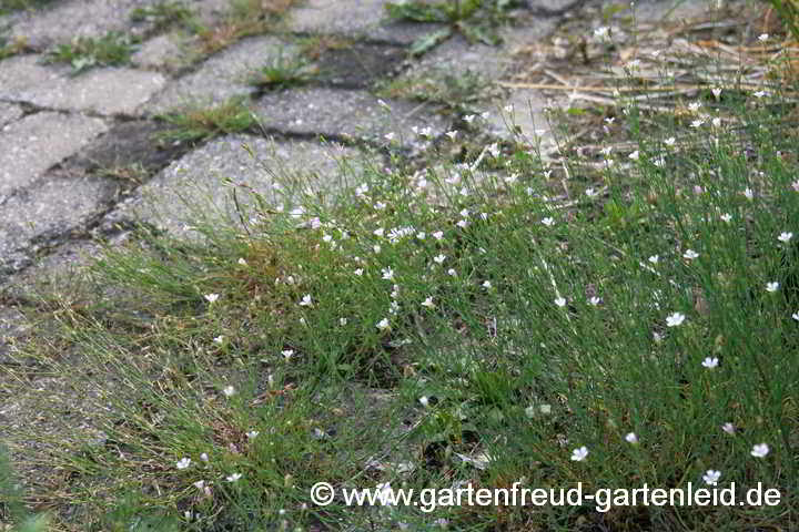 Petrorhagia saxifraga – Steinbrech-Felsennelke