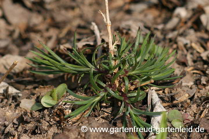 Petrorhagia saxifraga – Steinbrech-Felsennelke, Austrieb