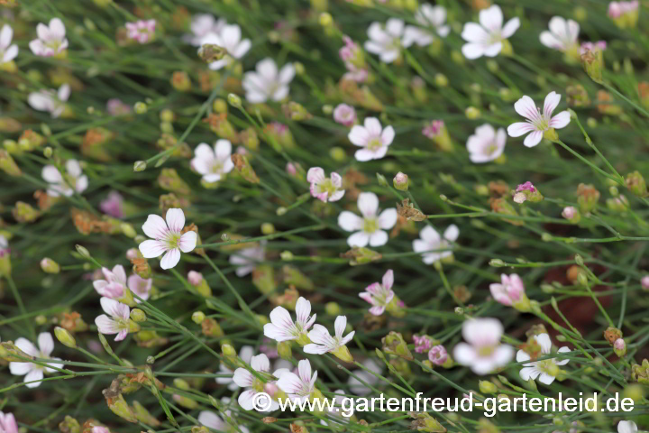 Petrorhagia saxifraga – Steinbrech-Felsennelke