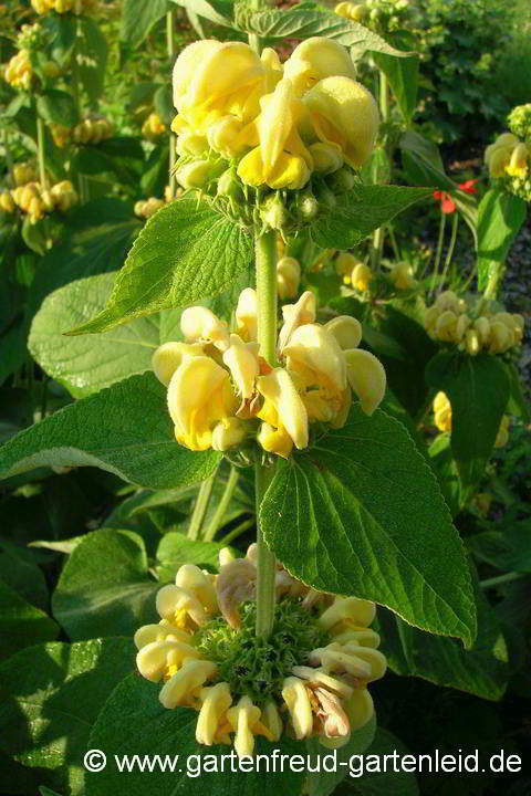 Phlomis russeliana – Brandkraut, Blütenstände