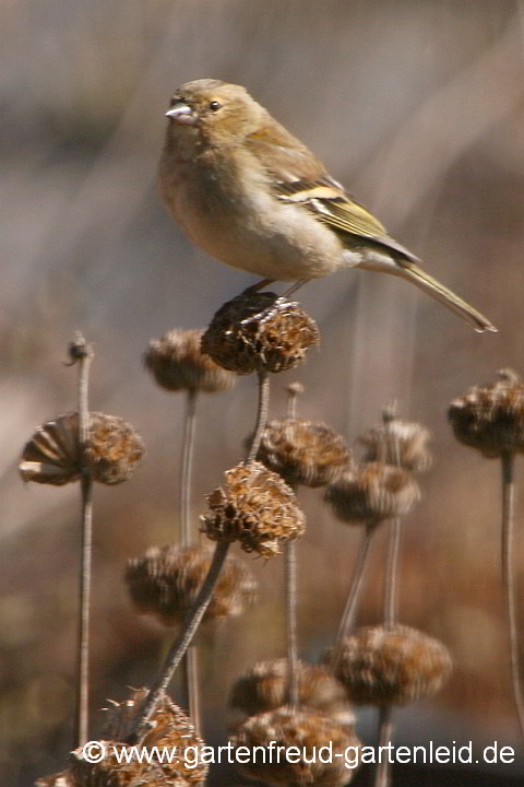 Buchfink auf Phlomis russeliana – Brandkraut