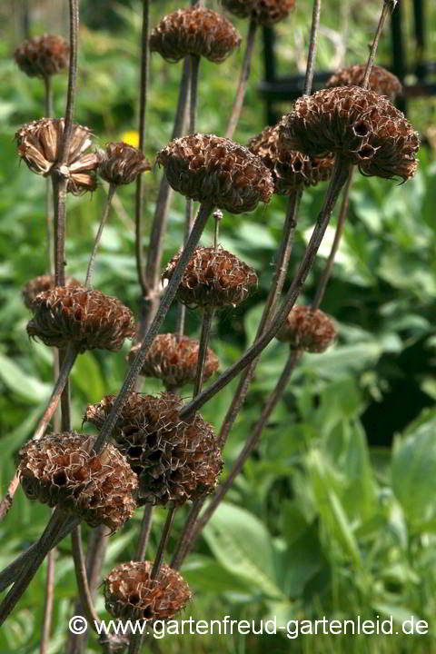 Phlomis russeliana – Brandkraut, Samenstände