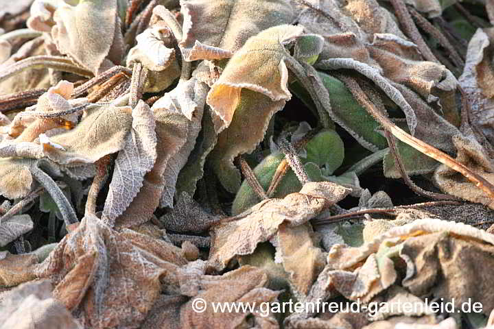 Phlomis russeliana – Brandkraut, alte Blätter und Neuaustrieb