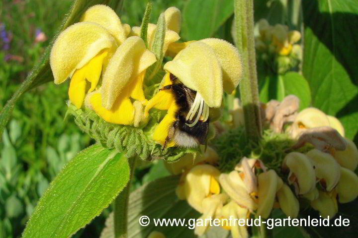 Hummel auf Phlomis russeliana – Brandkraut