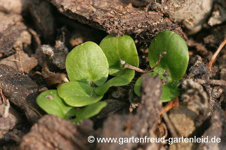 Phlomis russeliana – Brandkraut, Sämlinge