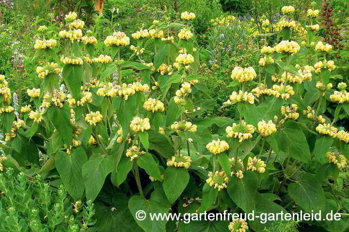 Phlomis russeliana – Brandkraut