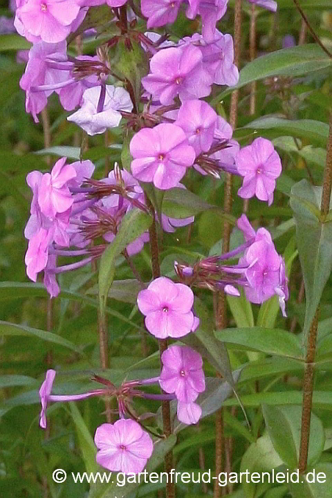 Phlox maculata 'Alpha' – Wiesen-Flammenblume, Blütenstand