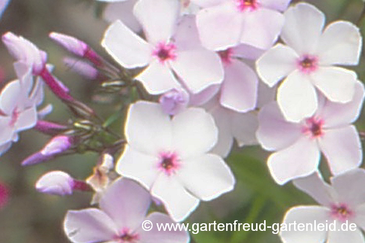 Phlox x arendsii `Hilda´ – Arends′ Phlox