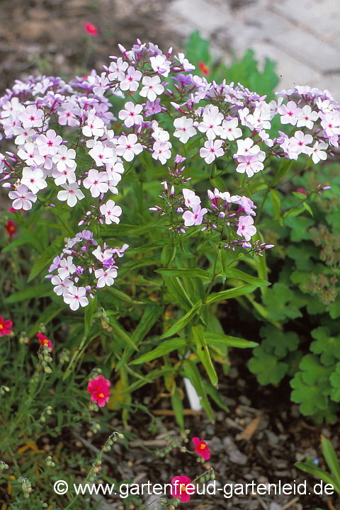 Phlox x arendsii 'Hilda' – Arends′ Phlox