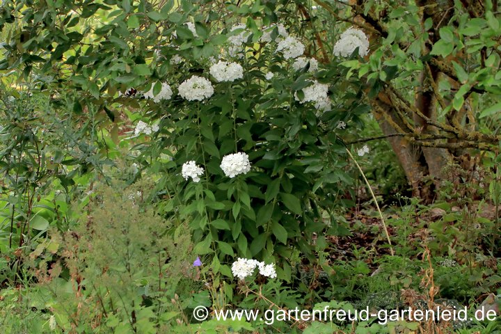 Phlox paniculata 'Wei&szlig;e Wolke' &ndash; Hoher Stauden-Phlox am Rand einer Hecke