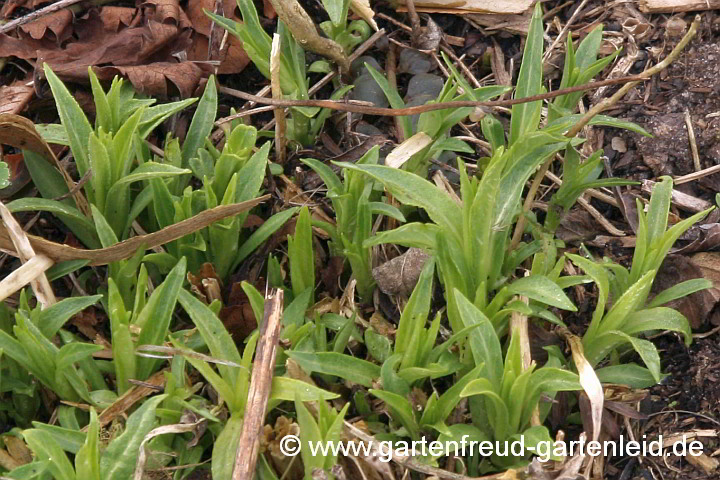 Phlox amplifolia 'Weiße Wolke' – Großblättriger Phlox, Austrieb
