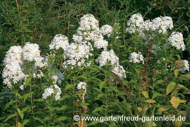 Phlox amplifolia 'Weiße Wolke' – Großblättriger Phlox