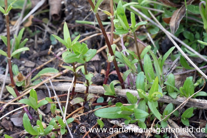 Phlox divaricata subsp. divaricata (Blauer Phlox, Wald-Phlox) im April