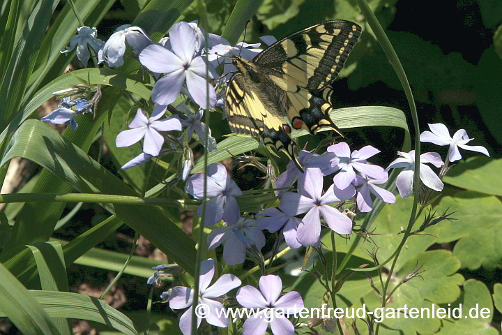 Schwalbenschwanz auf Phlox divaricata (Blauer Phlox, Wald-Phlox)