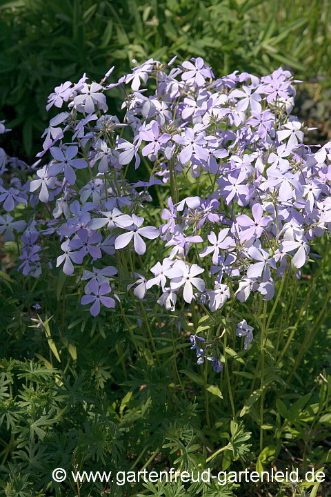 Phlox divaricata subsp. divaricata – Blauer Phlox, Wald-Phlox