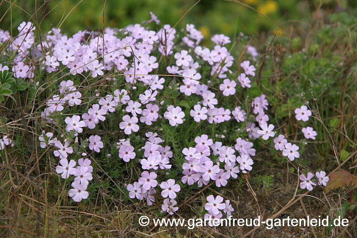 Phlox douglasii 'Lilac Cloud' – Polster-Phlox