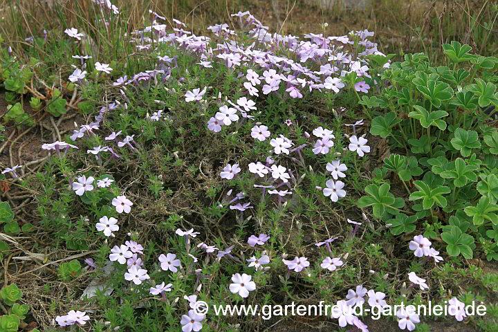 Phlox douglasii (Polster-Phlox;, hier die Sorte 'Lilac Cloud') verkahlt von innen