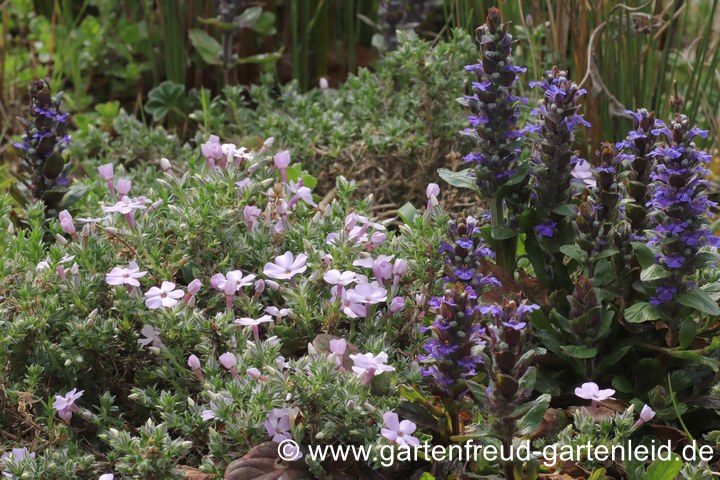 Phlox douglasii `Lilac Cloud´ mit Ajuga reptans 'Atropurpurea' &ndash; Polster-Phlox mit Kriechendem G&uuml;nsel