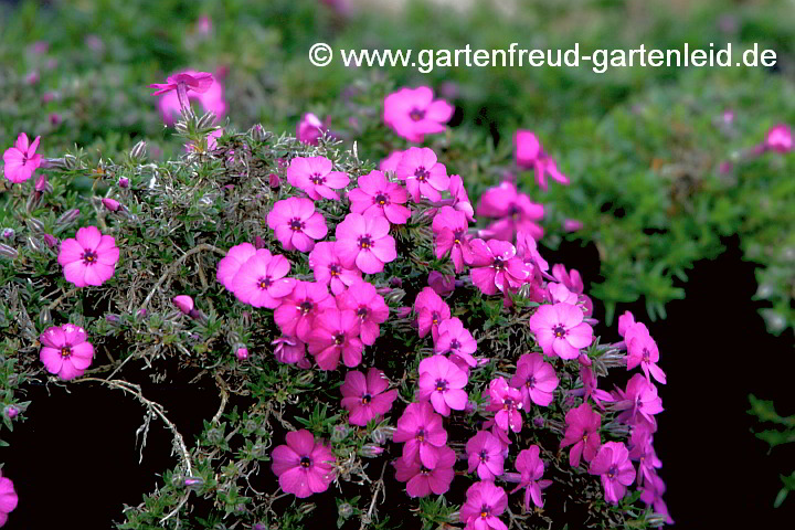 Phlox douglasii 'Red Admiral' – Polster-Phlox