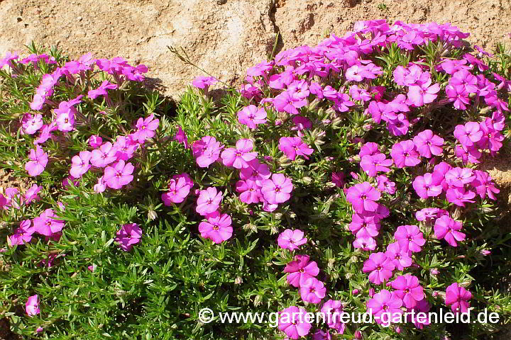 Phlox douglasii `Red Admiral´ – Polster-Phlox