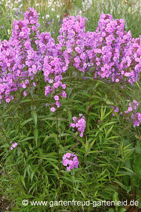 Phlox maculata 'Alpha' – Wiesen-Flammenblume, Wiesen-Phlox