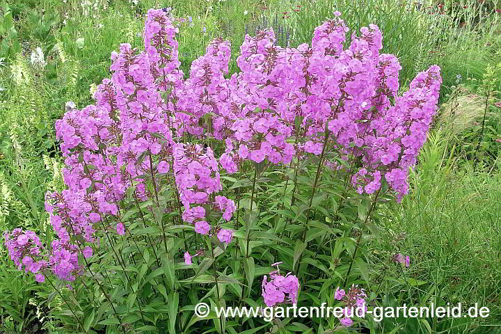 Phlox maculata 'Alpha' – Wiesen-Flammenblume