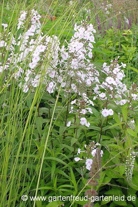 Phlox paniculata `Graf Zeppelin´ – Hoher Stauden-Phlox