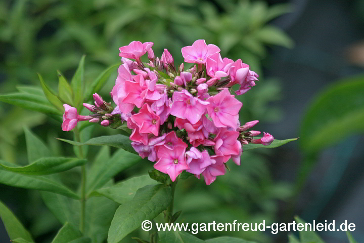 Phlox paniculata 'Barnwell' – Hoher Stauden-Phlox