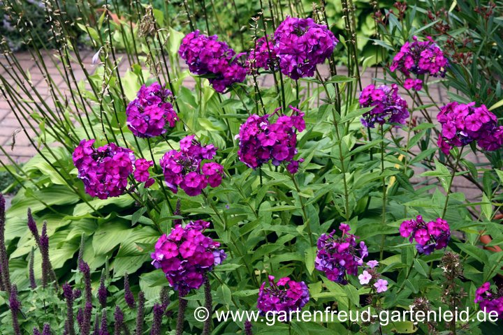 Phlox paniculata `D&uuml;sterlohe´ &ndash; Hoher Stauden-Phlox