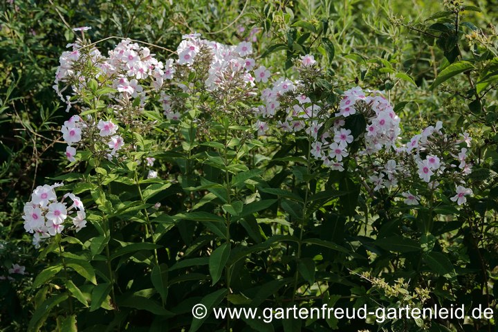 Phlox paniculata `Graf Zeppelin´ &ndash; Hoher Stauden-Phlox