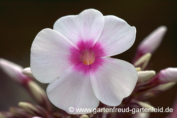 Phlox paniculata 'Graf Zeppelin' – Hoher Stauden-Phlox