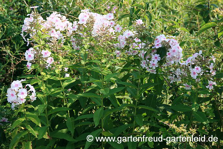 Phlox paniculata 'Graf Zeppelin' – Hoher Phlox